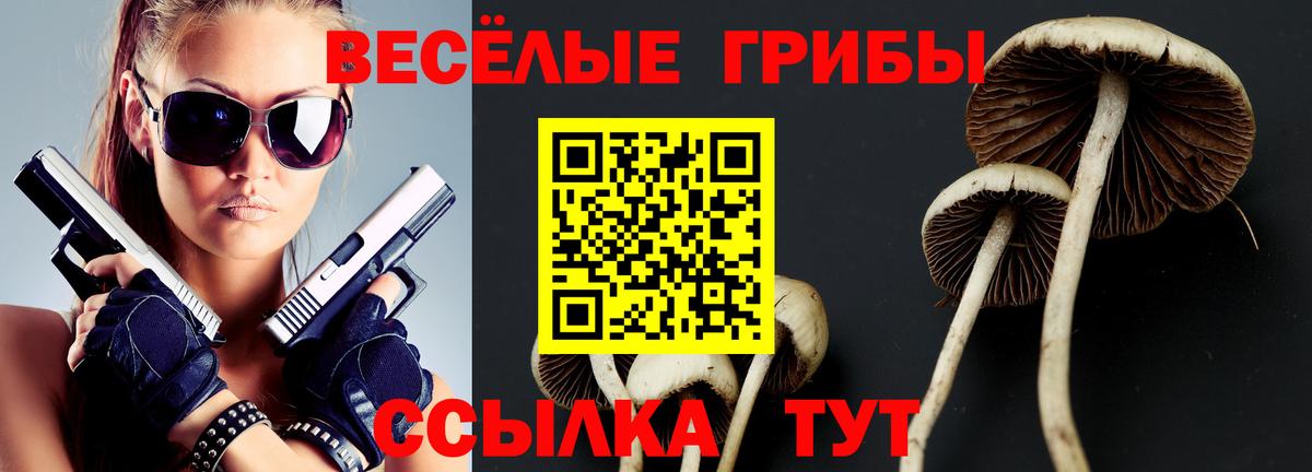 Псилоцибиновые грибы Psilocybine cubensis Бердск